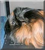 Snickers the Satin Silkie