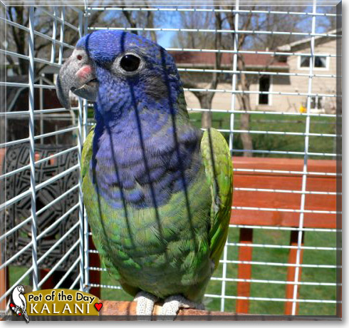 Kalani, the Pet of the Day