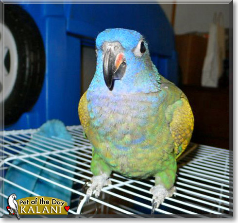 Kalani, the Pet of the Day