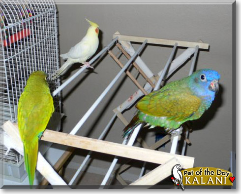 Kalani, the Pet of the Day