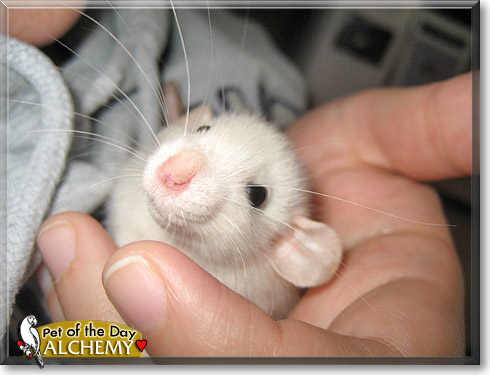 Alchemy, the Pet of the Day Alchemy, the Pet of the Day
