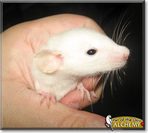 Alchemy, the Pet of the Day Alchemy, the Pet of the Day