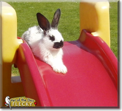 Flecky, the Pet of the Day