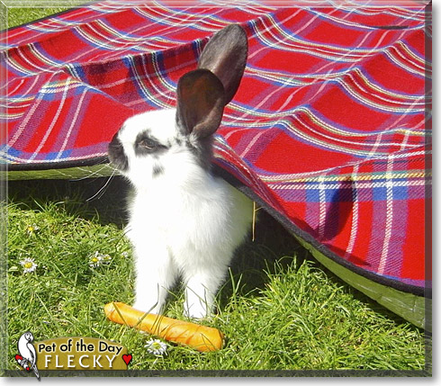 Flecky, the Pet of the Day