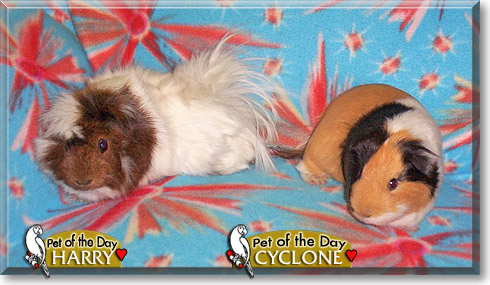 Cyclone, Harry, the Pet of the Day Cyclone, Harry, the Pet of the Day
