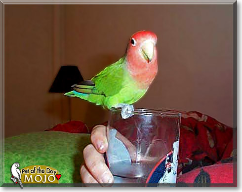 Mojo, the Pet of the Day Mojo, the Pet of the Day