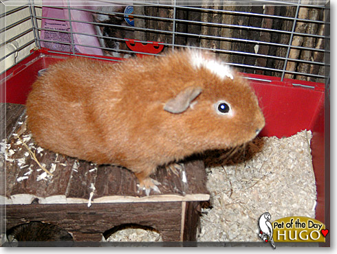 Hugo, the Pet of the Day