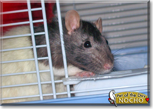 Nocho, the Pet of the Day Nocho, the Pet of the Day