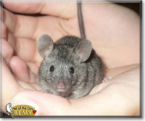 Remy, the Pet of the Day Remy, the Pet of the Day