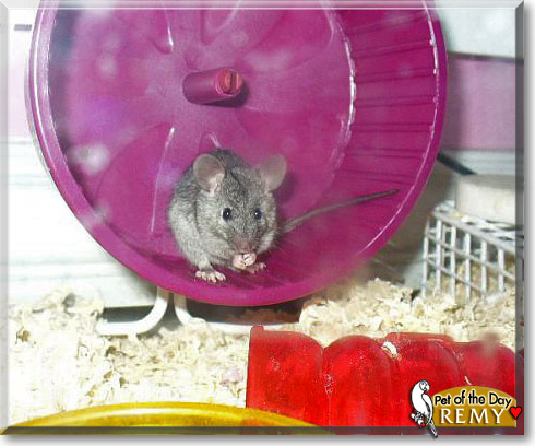 Remy, the Pet of the Day Remy, the Pet of the Day