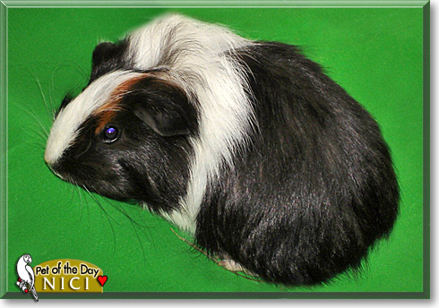 Nici, the Pet of the Day