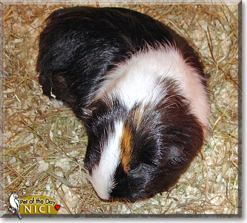 Nici, the Pet of the Day Nici, the Pet of the Day