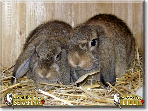 Serafina, Lilli, the Pet of the Day
