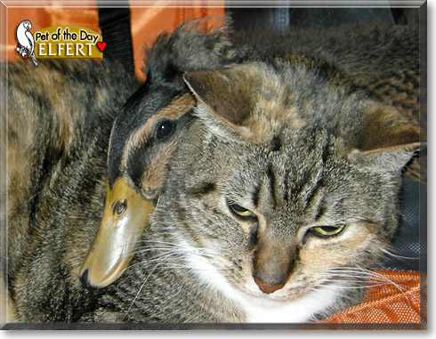 Elfert, the Pet of the Day Elfert, the Pet of the Day