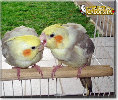 Calopsita, the Pet of the Day Calopsita, the Pet of the Day