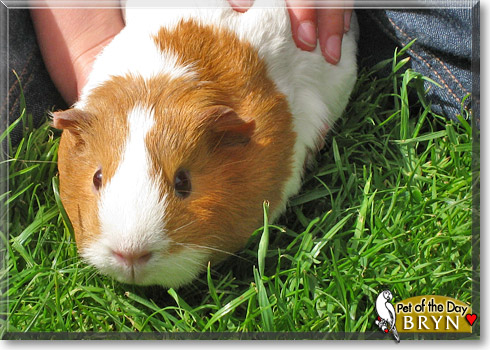 Bryn, the Pet of the Day Bryn, the Pet of the Day