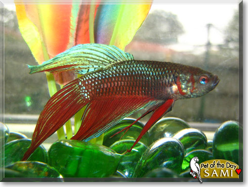 Sami, the Pet of the Day Sami, the Pet of the Day