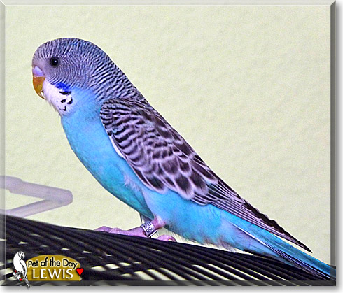 Lewis, the Pet of the Day