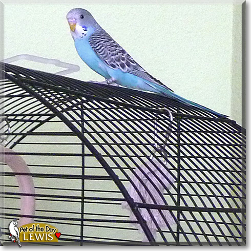 Lewis, the Pet of the Day