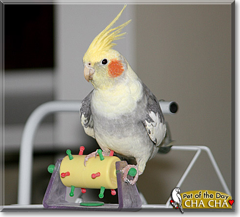 Cha Cha, the Pet of the Day Cha Cha, the Pet of the Day