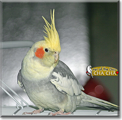 Cha Cha, the Pet of the Day