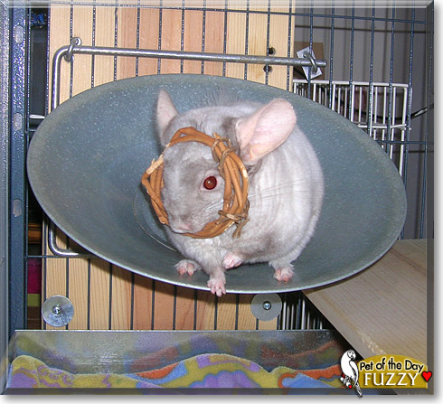 Fuzzy, the Pet of the Day Fuzzy, the Pet of the Day
