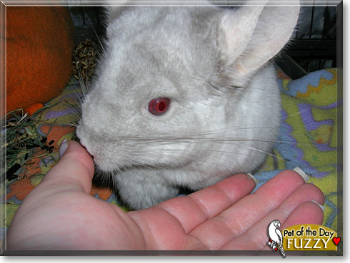 Fuzzy, the Pet of the Day