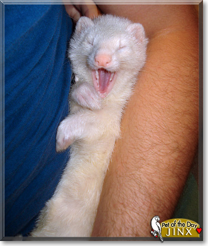 Jinx, the Pet of the Day Jinx, the Pet of the Day
