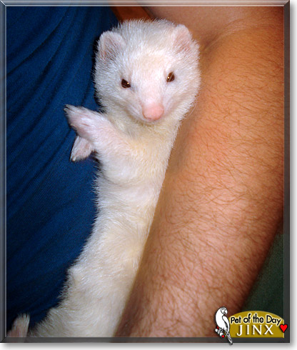 Jinx, the Pet of the Day Jinx, the Pet of the Day