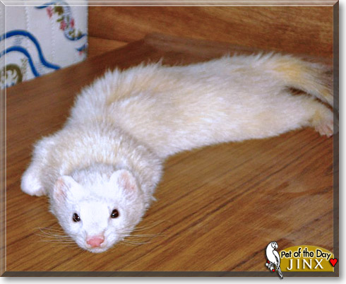 Jinx, the Pet of the Day Jinx, the Pet of the Day