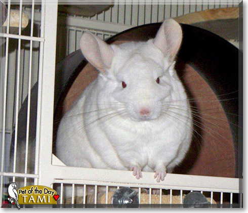 Tami, the Pet of the Day Tami, the Pet of the Day