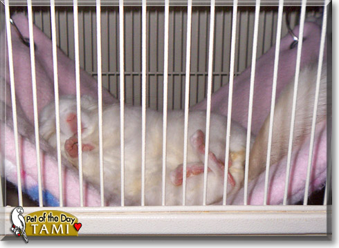 Tami, the Pet of the Day Tami, the Pet of the Day