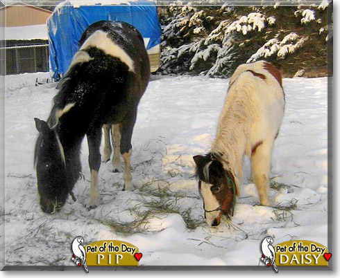 Pip, Daisy, the Pet of the Day