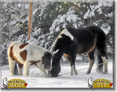 Pip, Daisy, the Pet of the Day