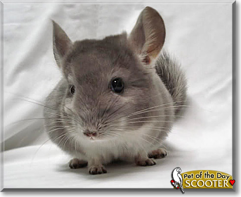 Scooter, the Pet of the Day Scooter, the Pet of the Day