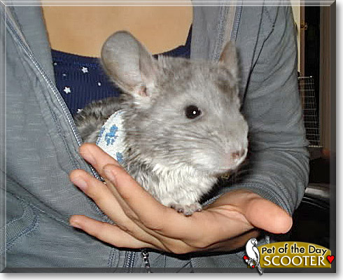 Scooter, the Pet of the Day Scooter, the Pet of the Day
