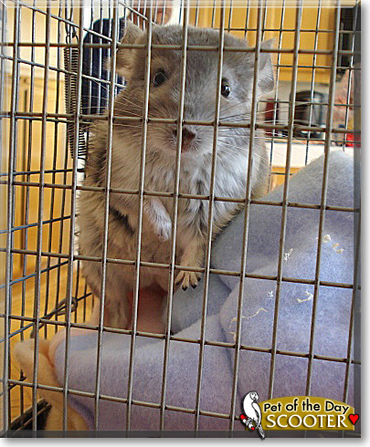 Scooter, the Pet of the Day Scooter, the Pet of the Day