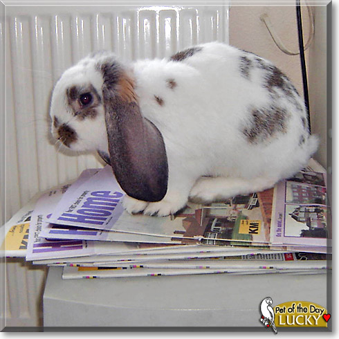 Lucky, the Pet of the Day Lucky, the Pet of the Day