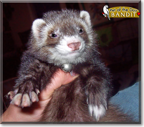 Bandit, the Pet of the Day