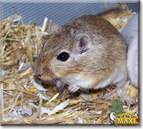 Maxi, the Pet of the Day