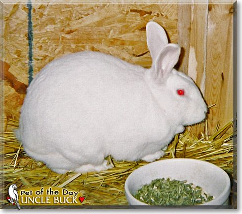 Uncle Buck, the Pet of the Day Uncle Buck, the Pet of the Day