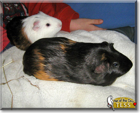 Tess, the Pet of the Day