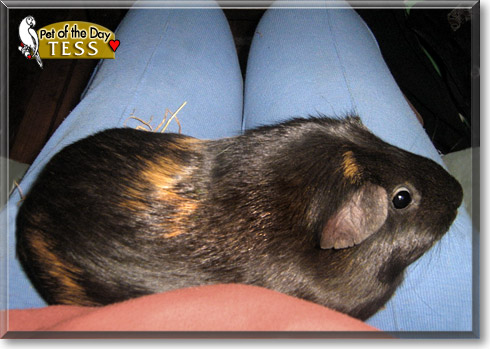 Tess, the Pet of the Day