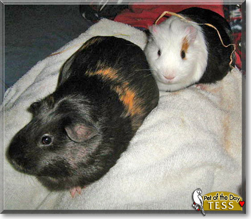 Tess, the Pet of the Day