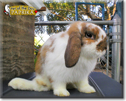 Paprika, the Pet of the Day Paprika, the Pet of the Day