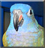 Kalani the Blue Headed Pionus