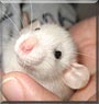 Alchemy the Dumbo Rat