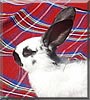 Flecky the Rabbit