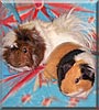 Cyclone, Harry the Guinea Pig