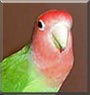 Mojo the Peach faced Lovebird